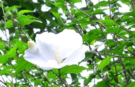 木槿樹|ムクゲ（木槿）ってどんな花？初夏に咲くはかない白い花。